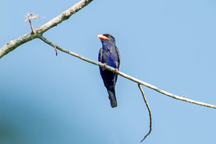 翠蓝三宝鸟(Eurystomus azureus)