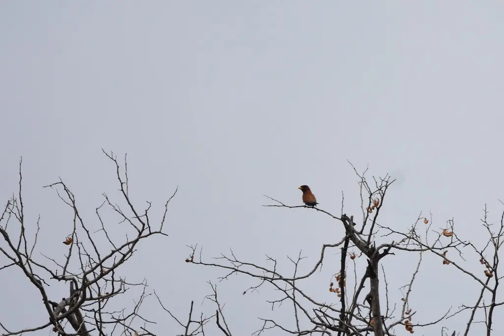 阔嘴三宝鸟(Eurystomus glaucurus)