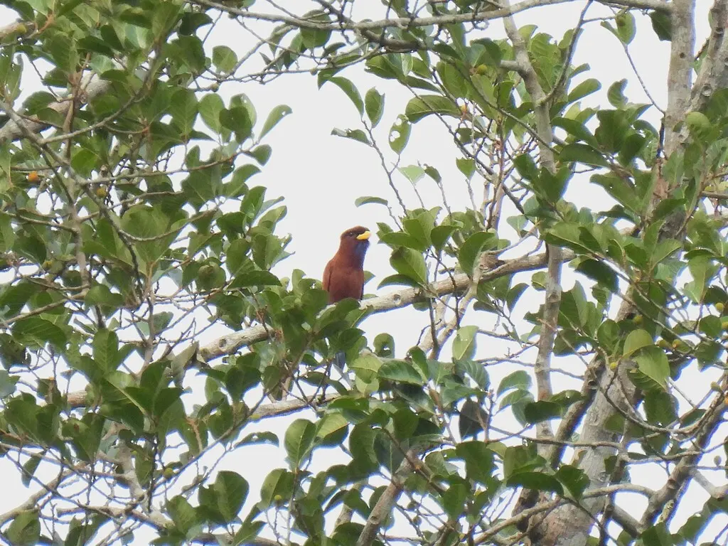 蓝喉三宝鸟(Eurystomus gularis)