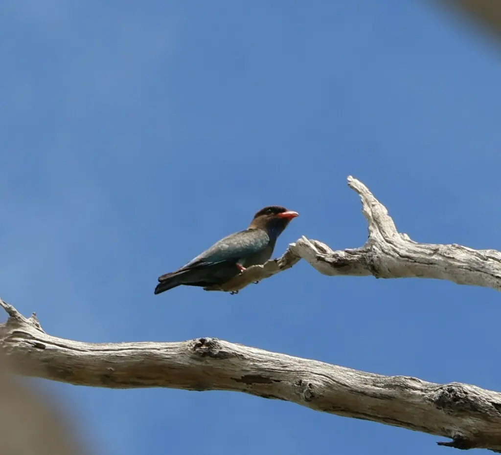 三宝鸟(Eurystomus orientalis)