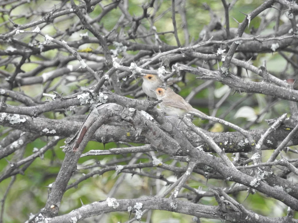 褐脸丛霸鹟(Euscarthmus fulviceps)