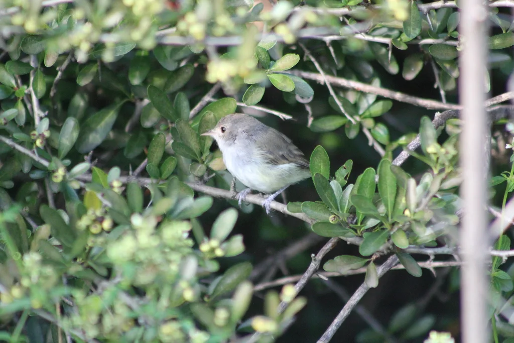 褐顶丛霸鹟(Euscarthmus meloryphus)