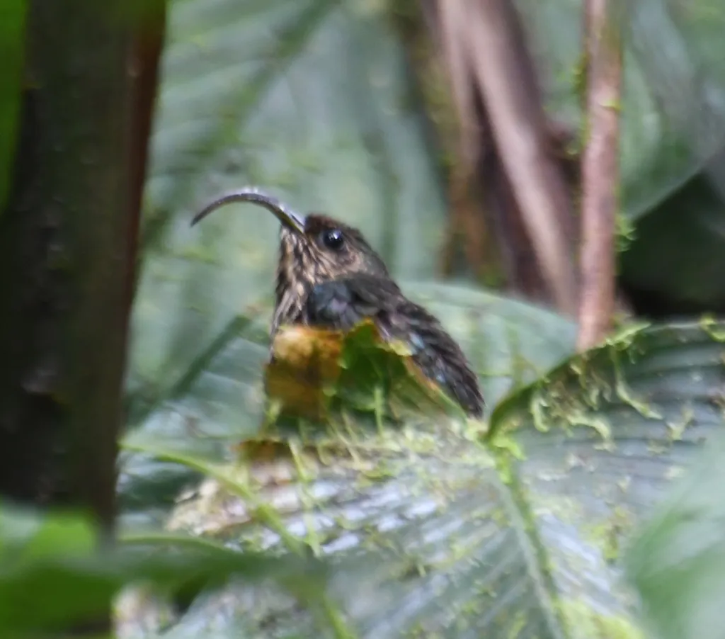 白尾尖镰嘴蜂鸟(Eutoxeres aquila)