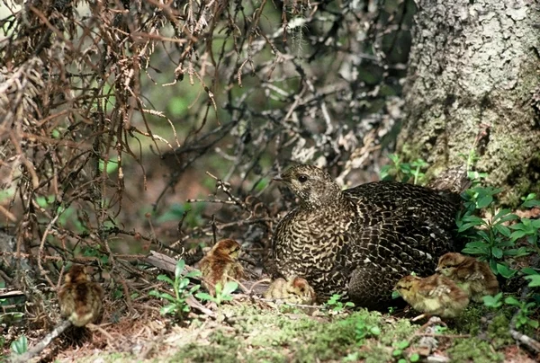 镰翅鸡(Falcipennis falcipennis)