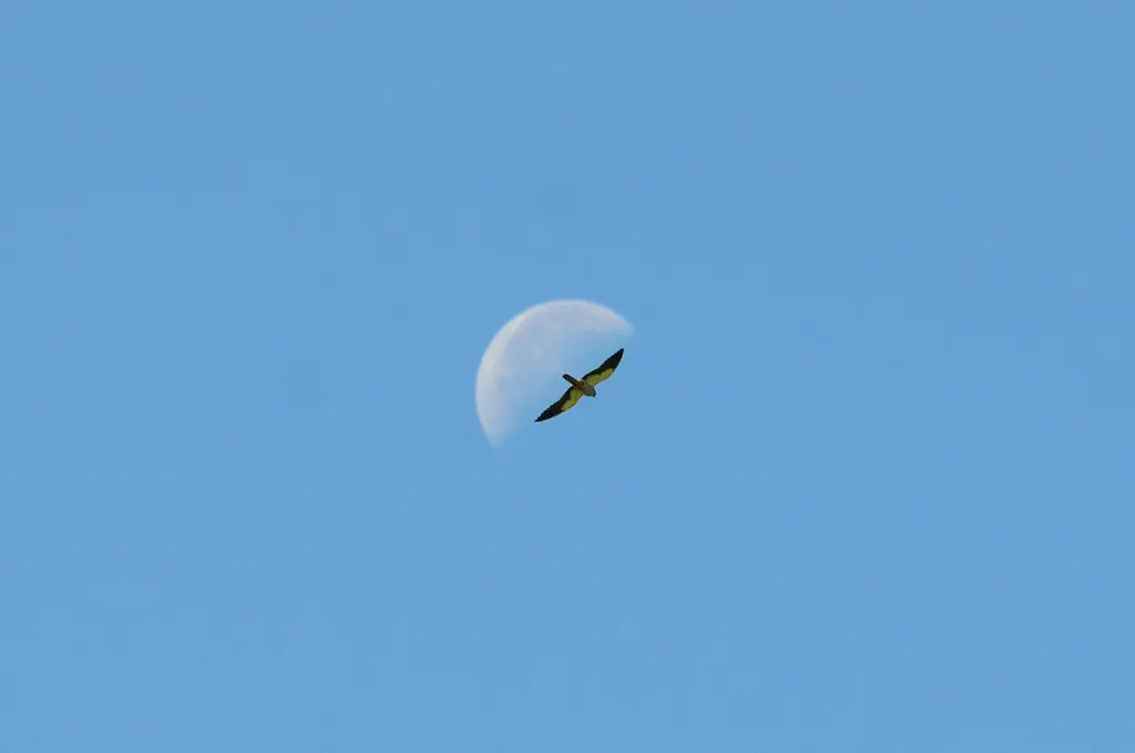 红脚隼（Falco amurensis）