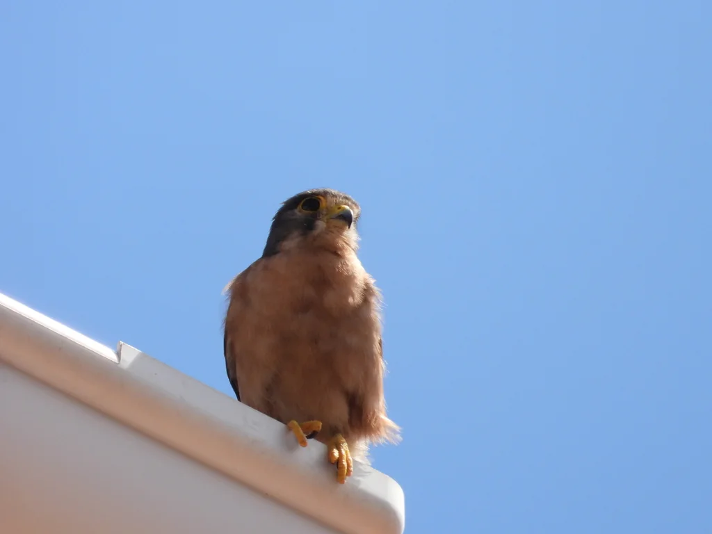 塞舌尔隼(Falco araeus)