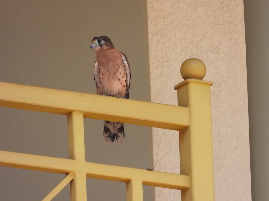 塞舌尔隼(Falco araeus)