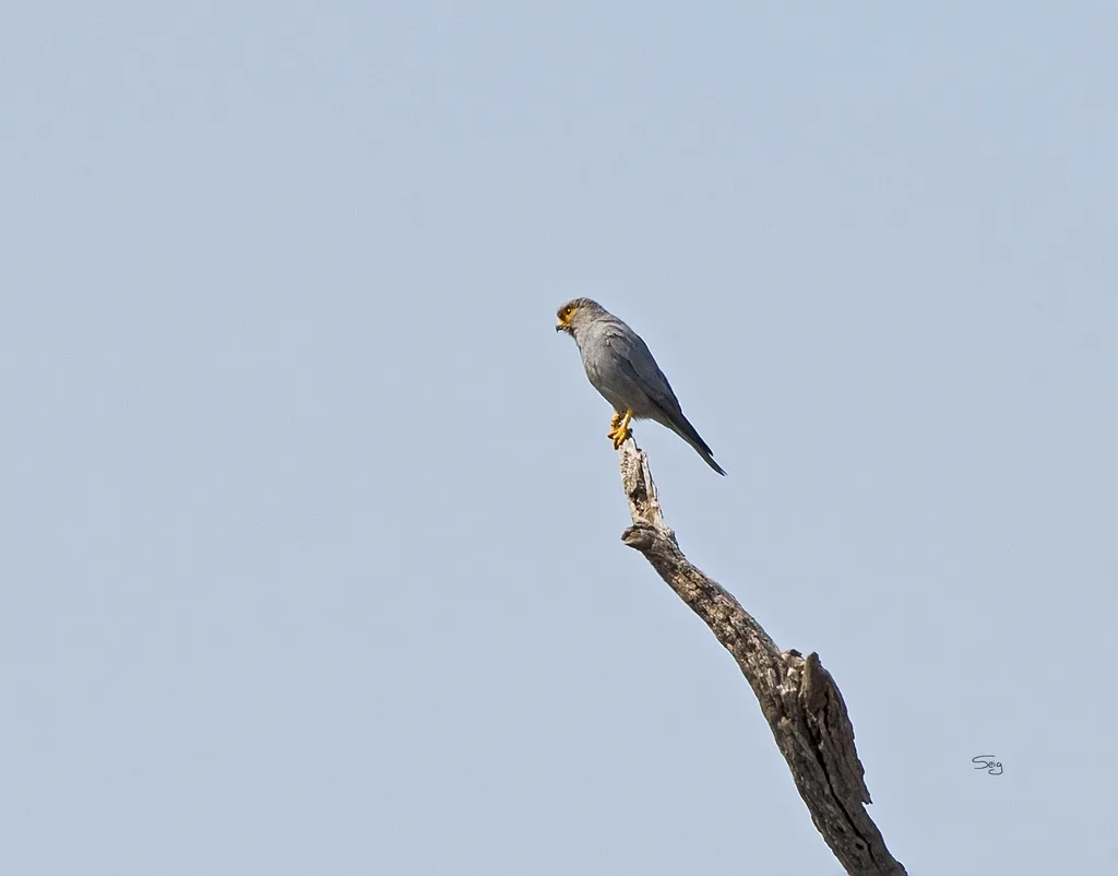 灰隼（Falco ardosiaceus）