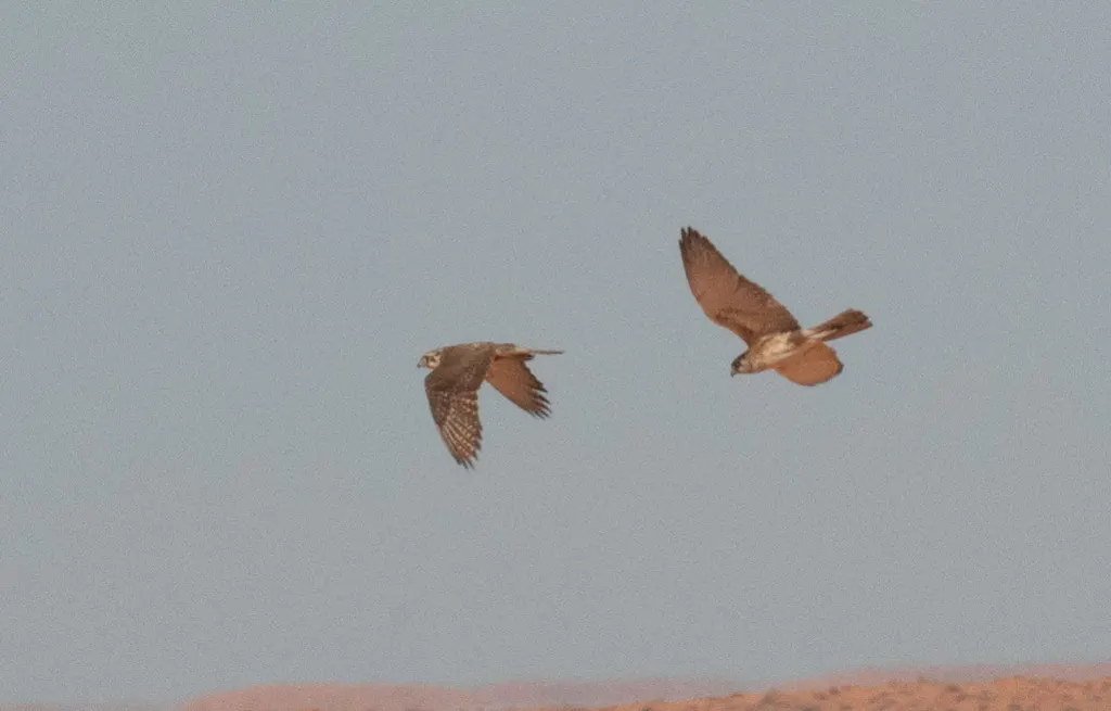 褐隼(Falco berigora)