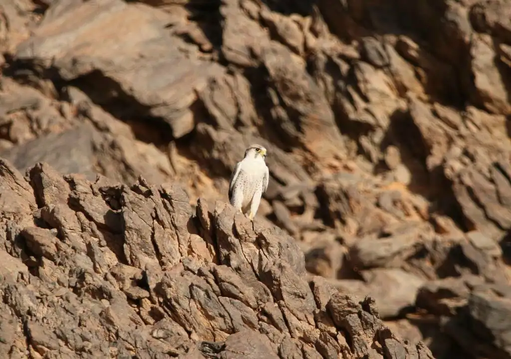 地中海隼(Falco biarmicus)