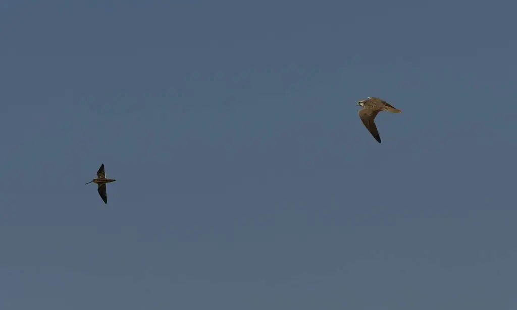 地中海隼(Falco biarmicus)