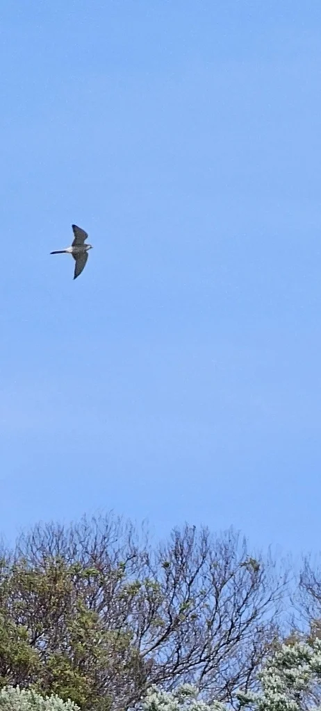 澳洲隼(Falco cenchroides)