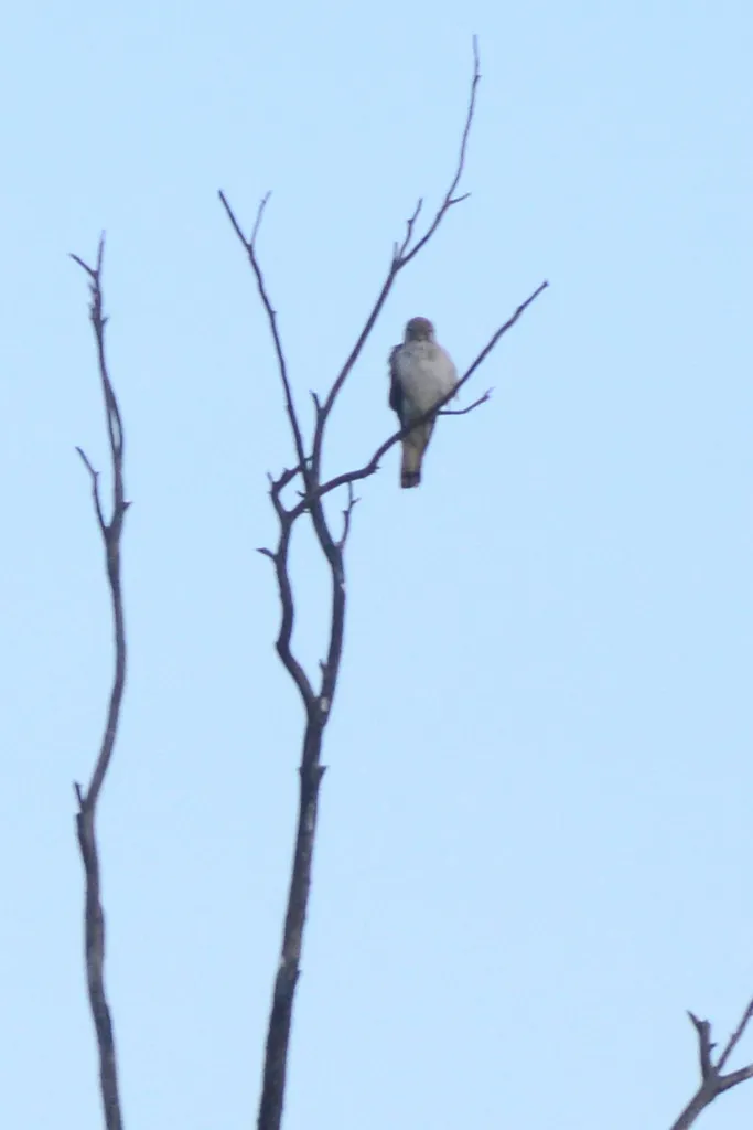 澳洲隼(Falco cenchroides)