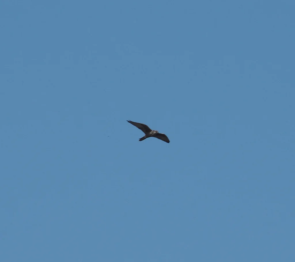 猎隼(Falco cherrug)