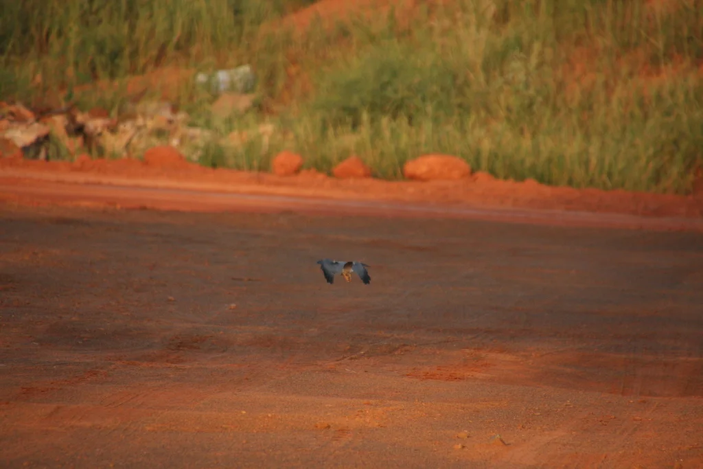 红头隼(Falco chicquera)