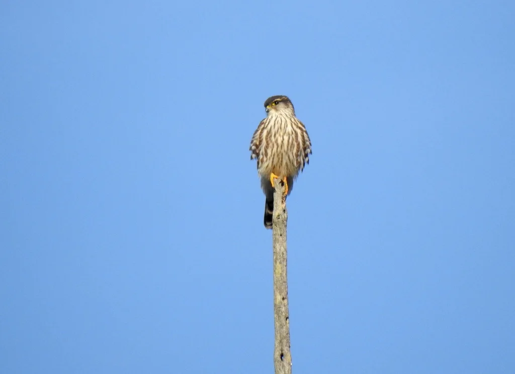 灰背隼(Falco columbarius)