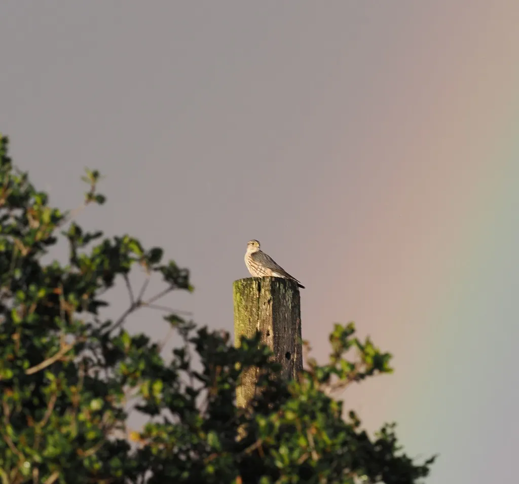 灰背隼(Falco columbarius)