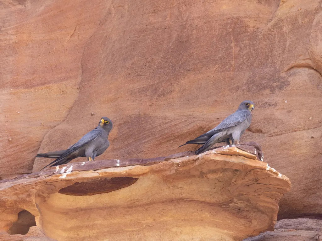 烟色隼(Falco concolor)