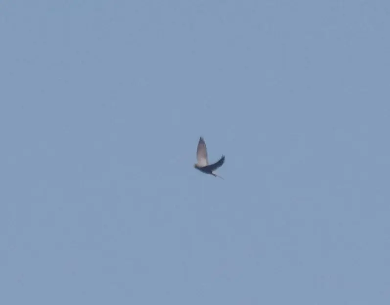 烟色隼(Falco concolor)