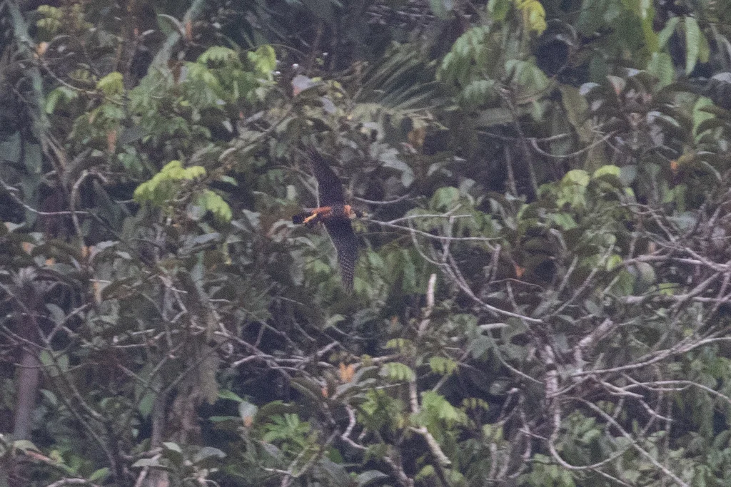橙胸隼(Falco deiroleucus)