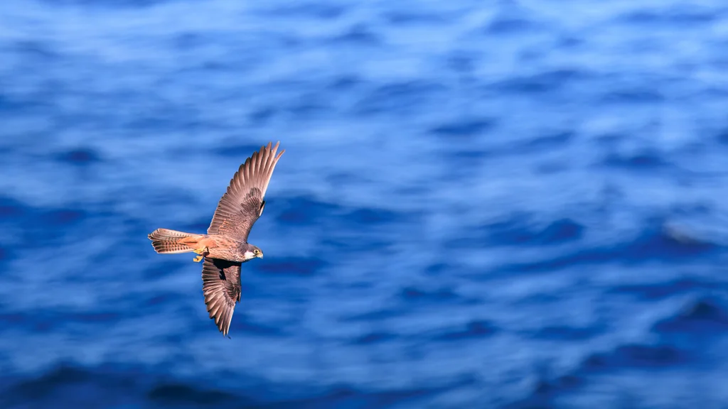 艾氏隼（Falco eleonorae）