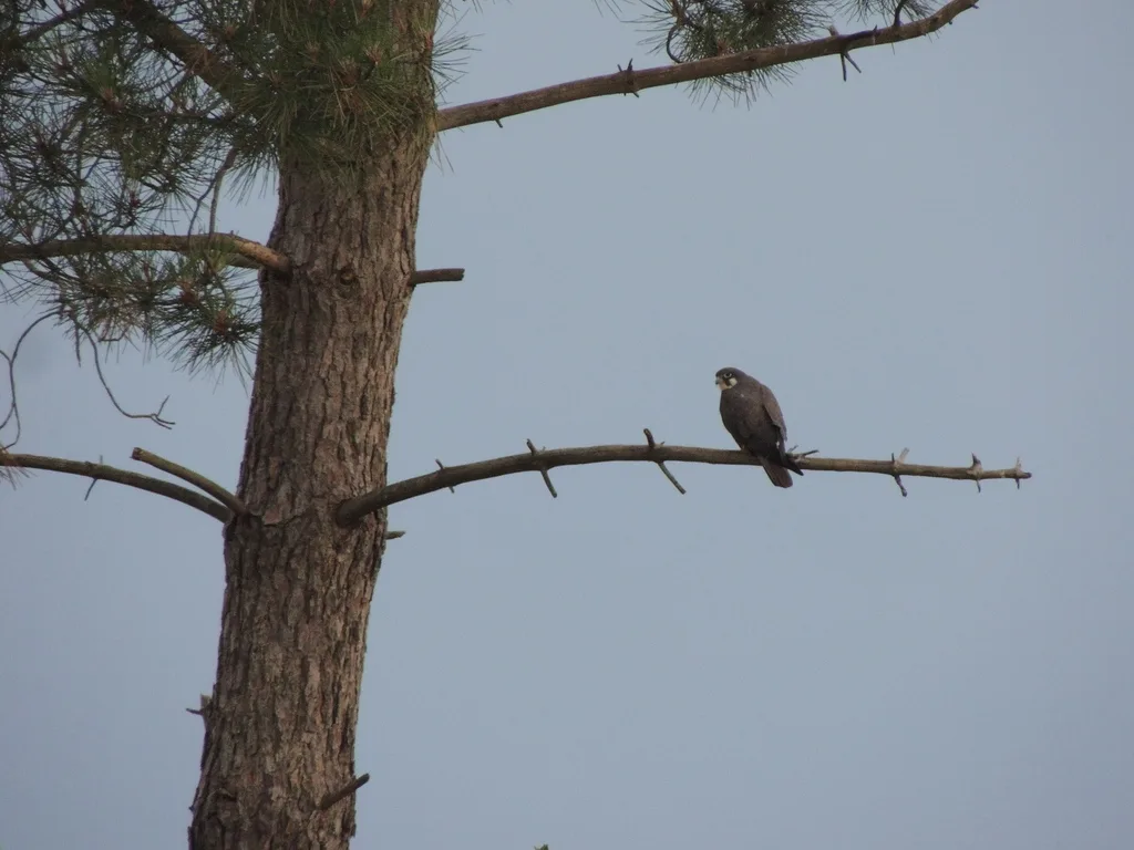 艾氏隼（Falco eleonorae）