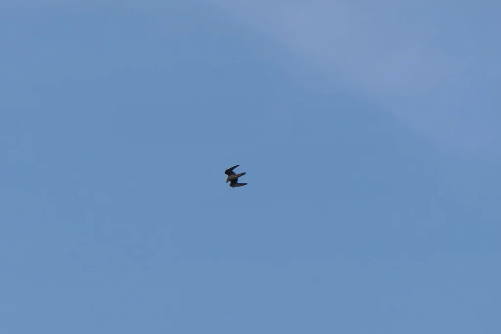 艾氏隼（Falco eleonorae）