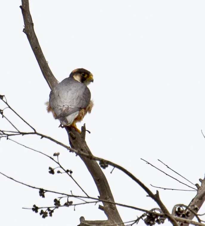 东非隼（Falco fasciinucha）