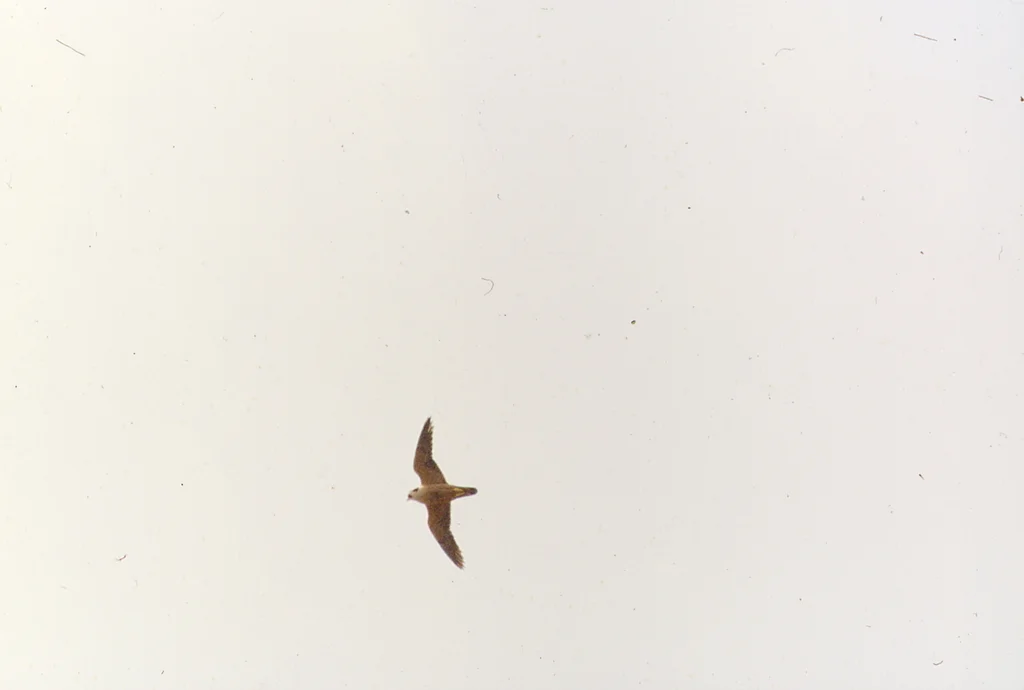 东非隼（Falco fasciinucha）