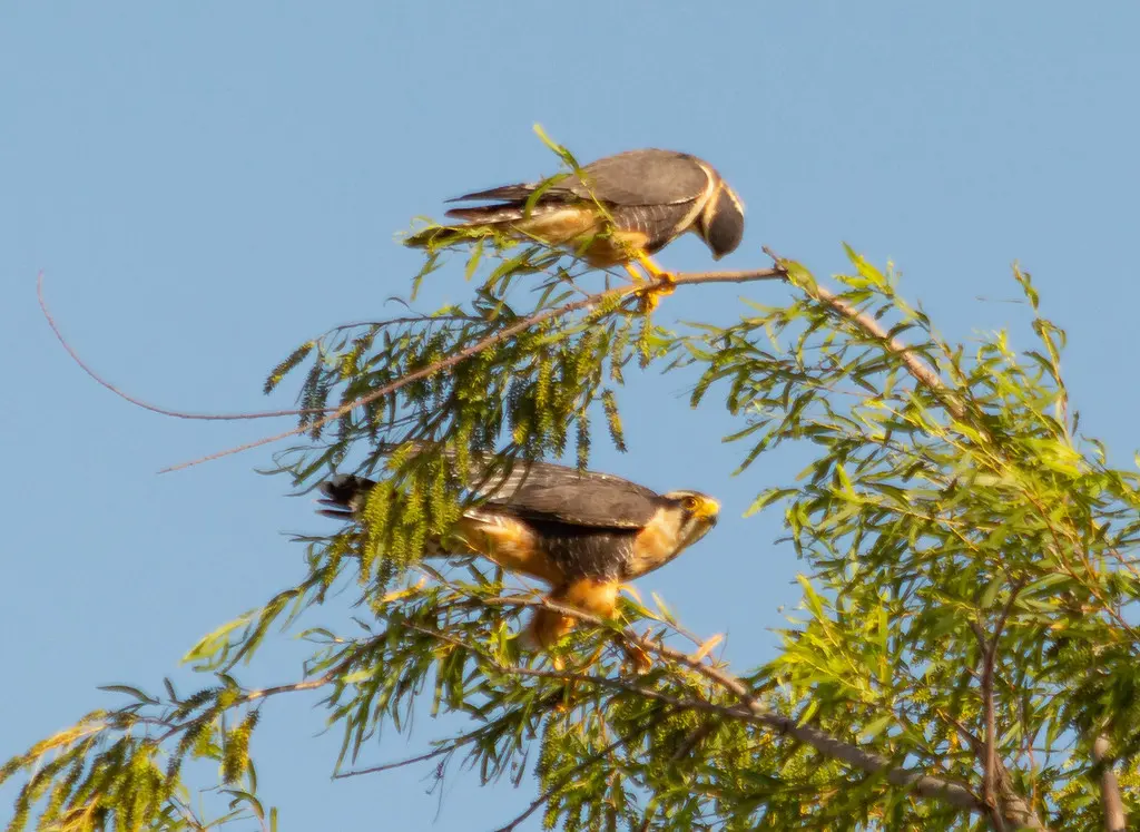 黄眉隼(Falco femoralis)
