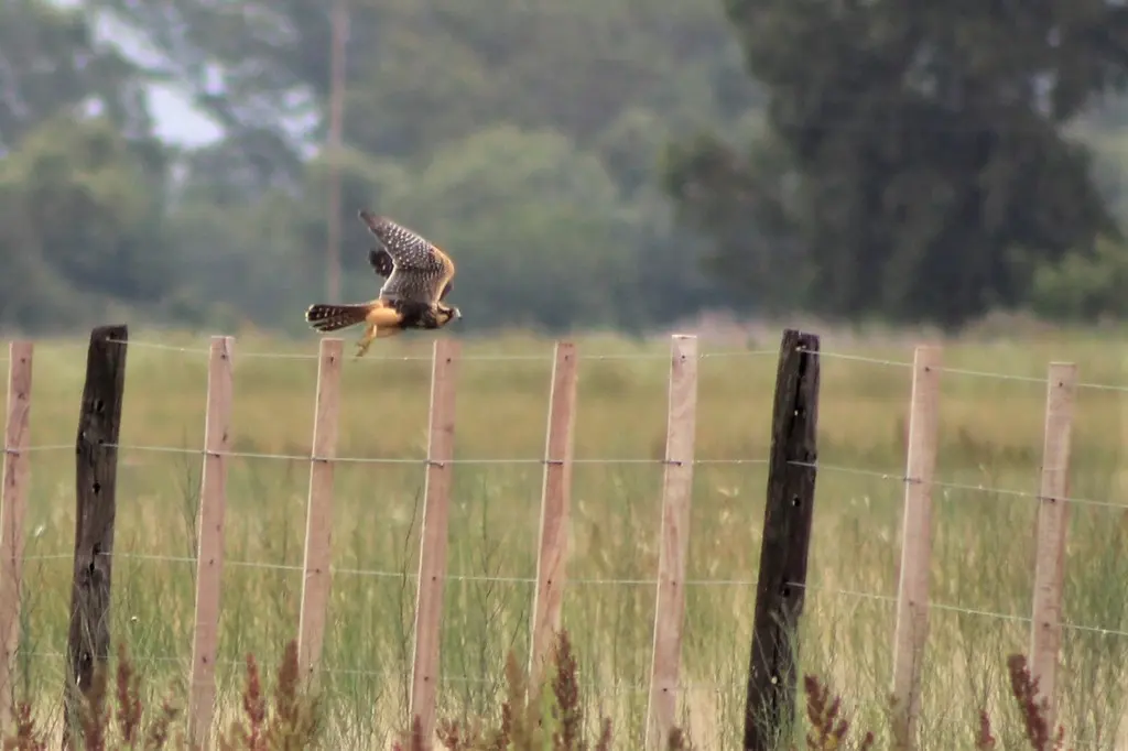 黄眉隼(Falco femoralis)