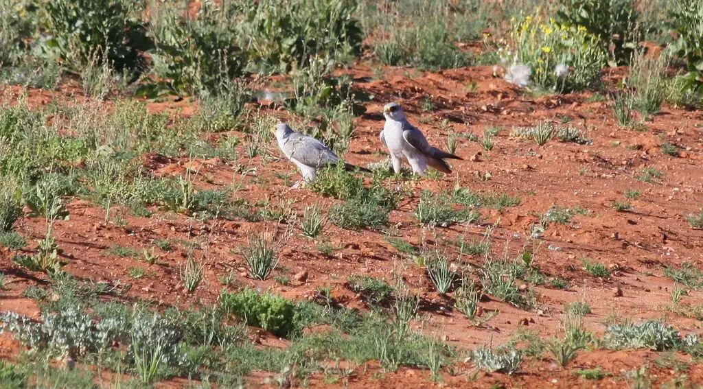 澳洲灰隼(Falco hypoleucos)