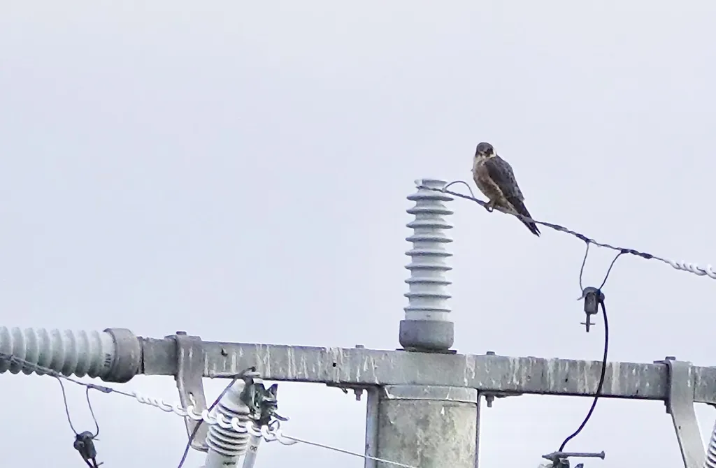 姬隼(Falco longipennis)
