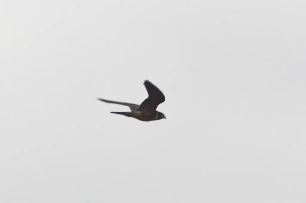 姬隼(Falco longipennis)