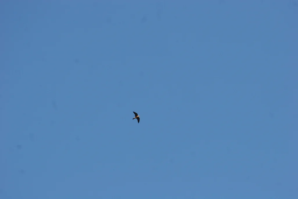 姬隼(Falco longipennis)