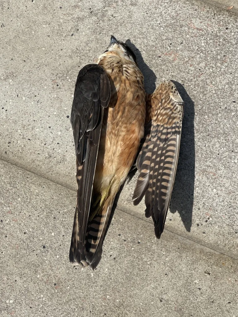 姬隼(Falco longipennis)
