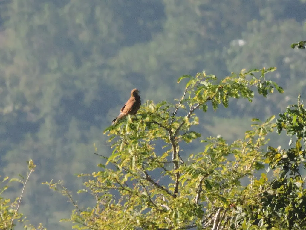 斑隼(Falco moluccensis)