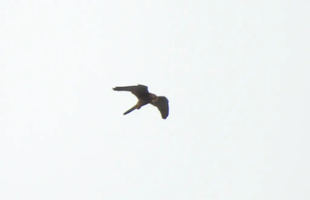 斑隼(Falco moluccensis)