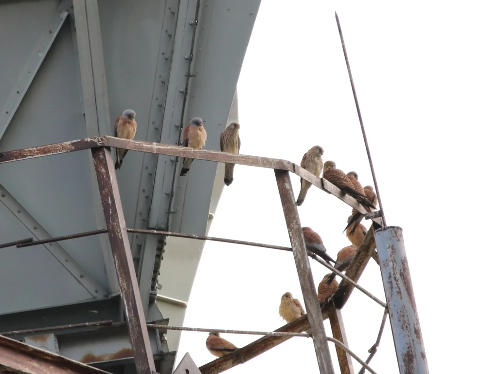 黄爪隼（Falco naumanni）
