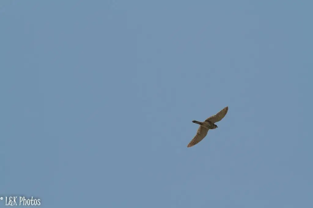 马岛隼(Falco newtoni)