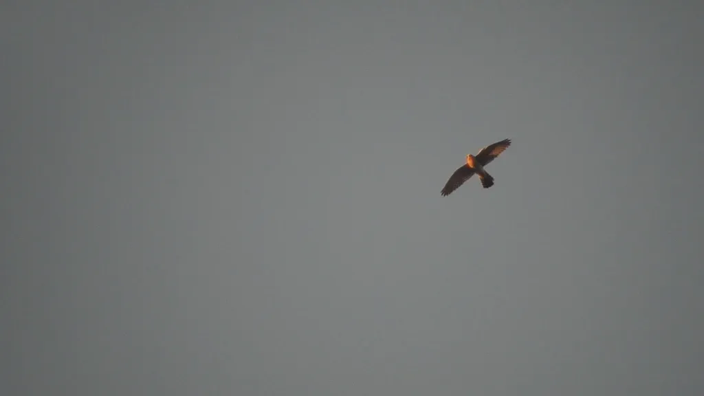马岛隼(Falco newtoni)