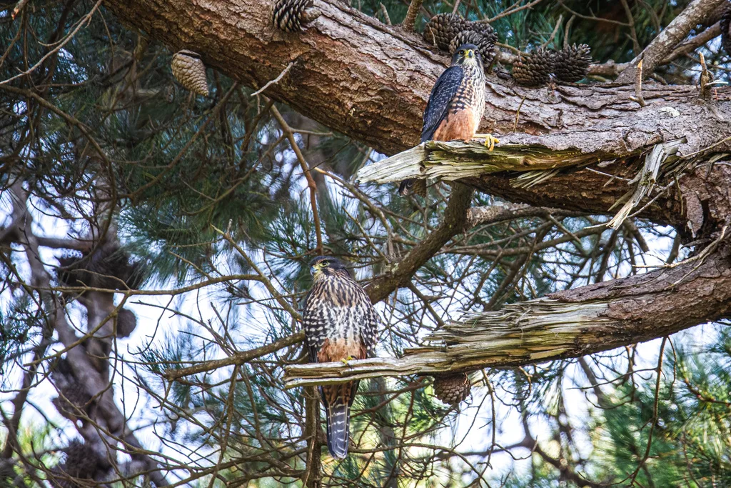 新西兰隼(Falco novaeseelandiae)