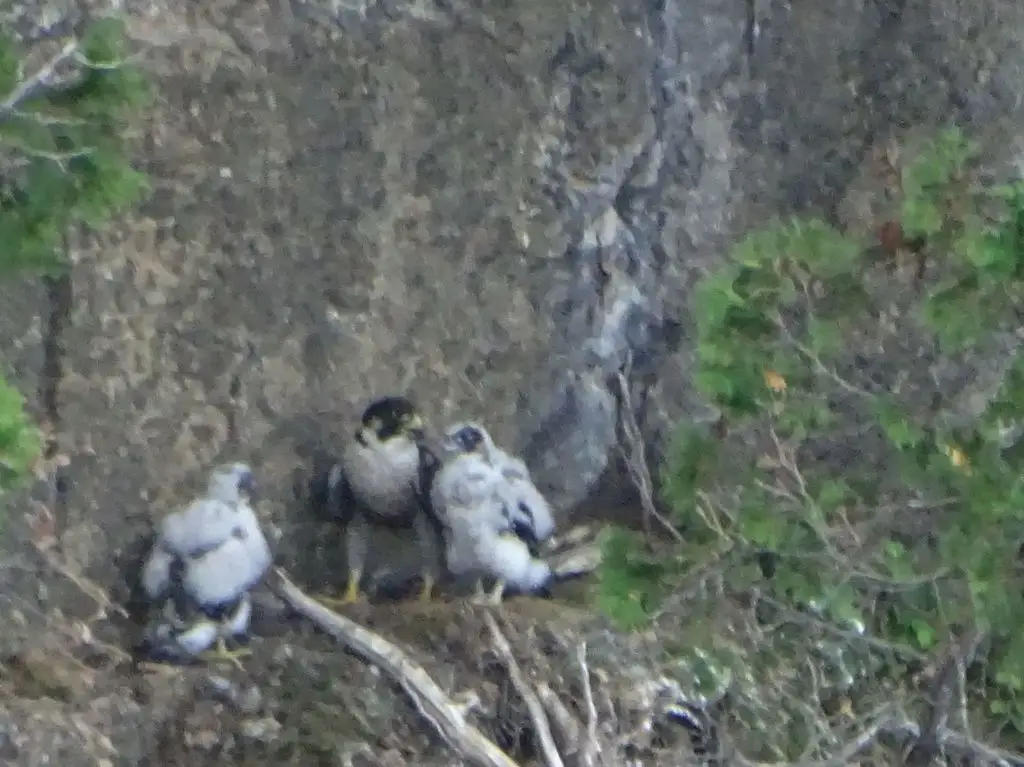 游隼(Falco peregrinus)