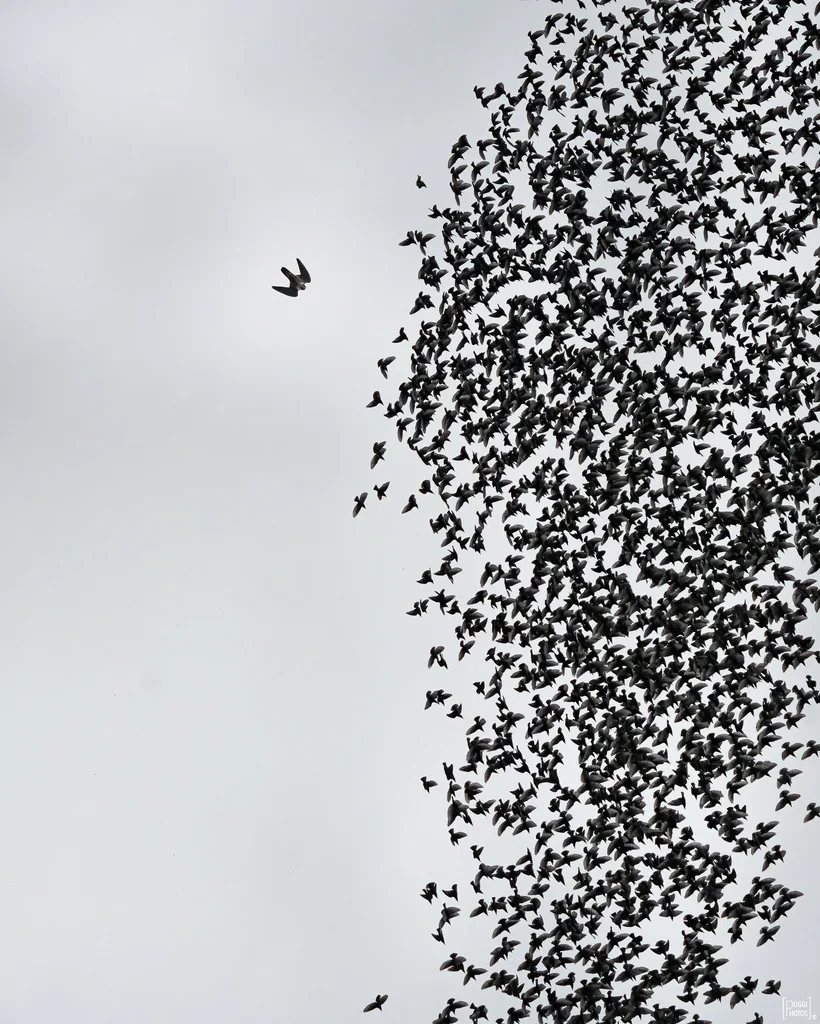 游隼(Falco peregrinus)