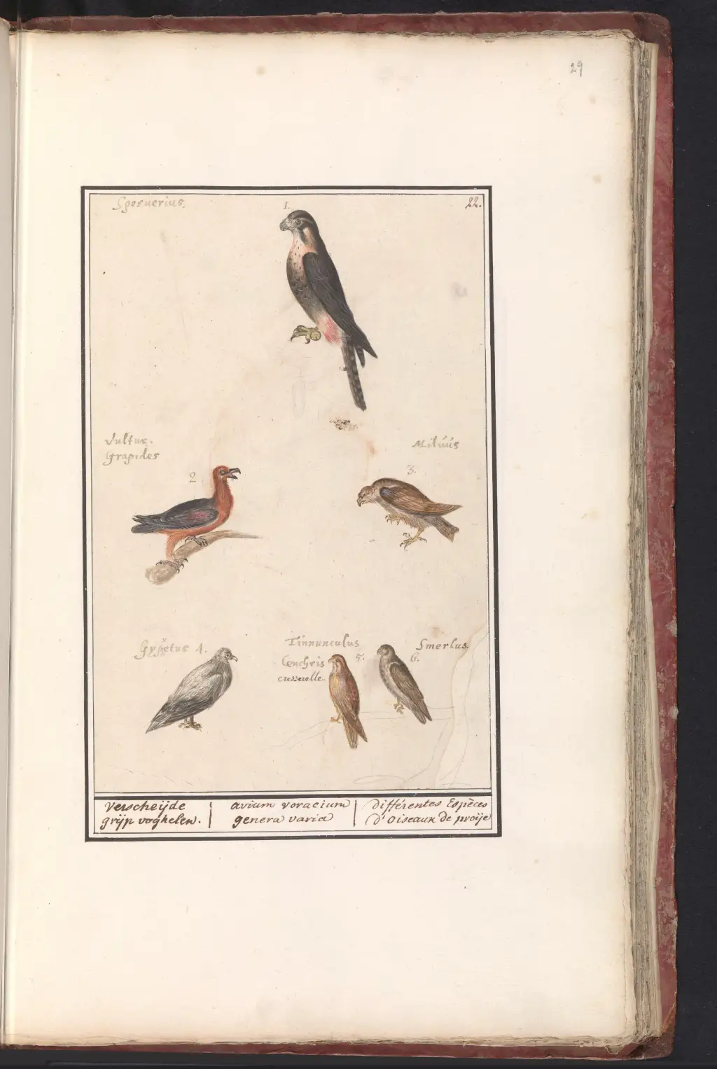 毛里求斯隼（Falco punctatus）