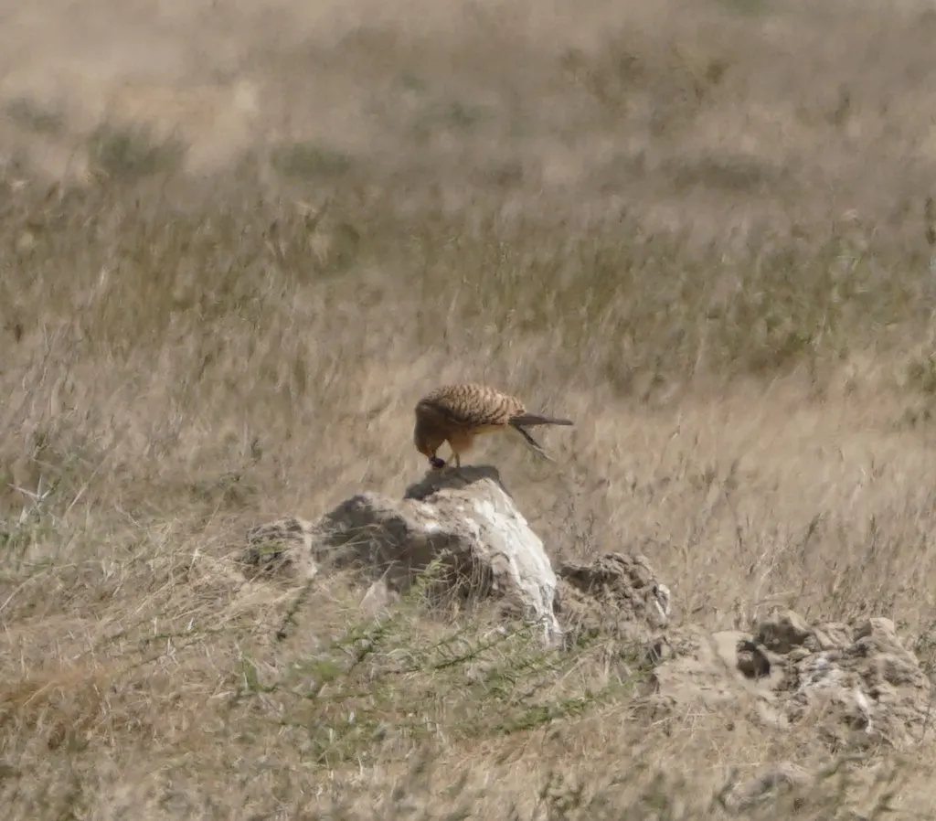 黄眼隼(Falco rupicoloides)