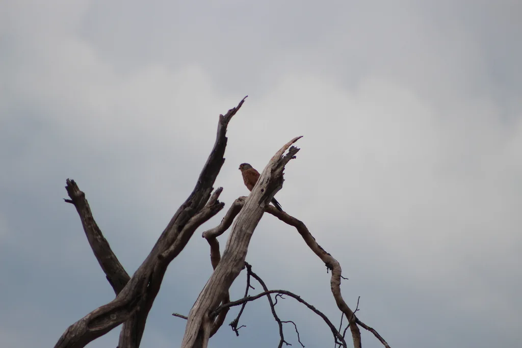 岩隼(Falco rupicolus)