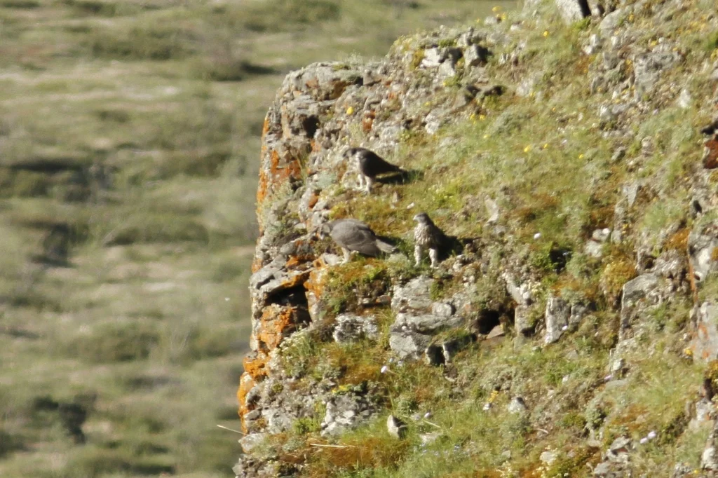 矛隼(Falco rusticolus)