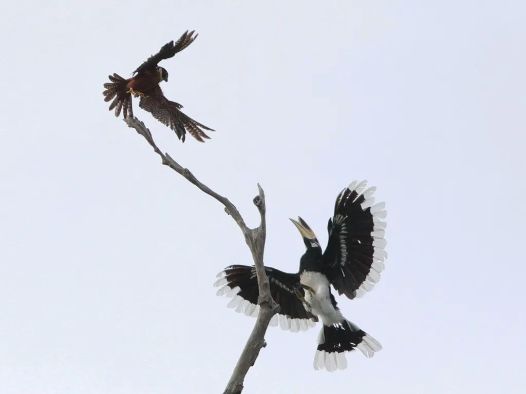 猛隼(Falco severus)
