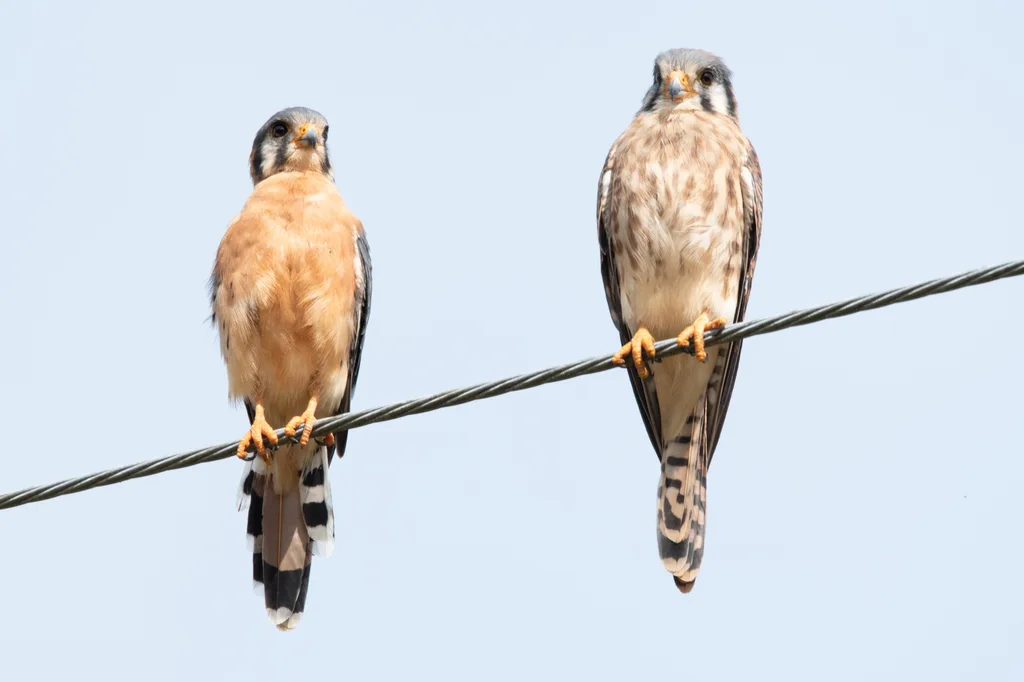 美洲隼(Falco sparverius)